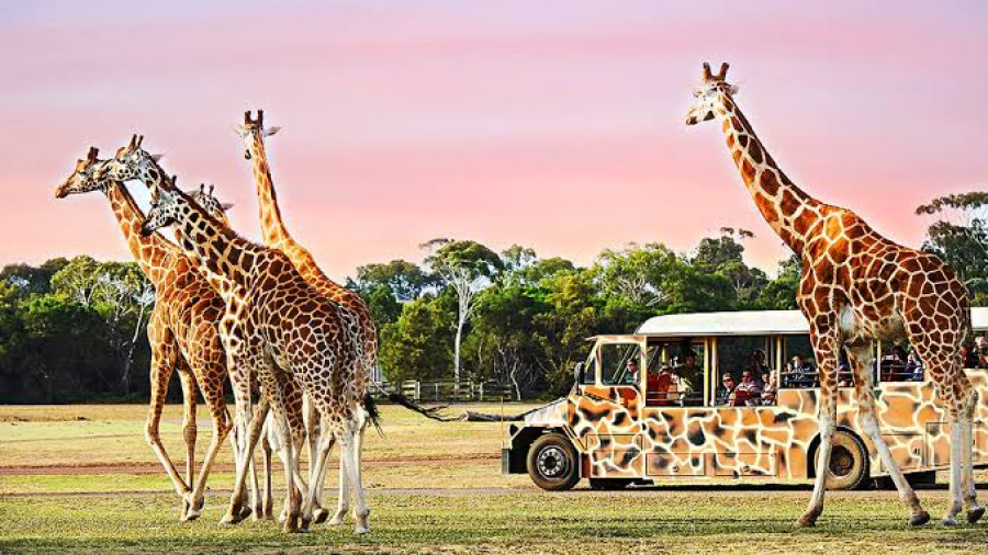 werribeeZoo